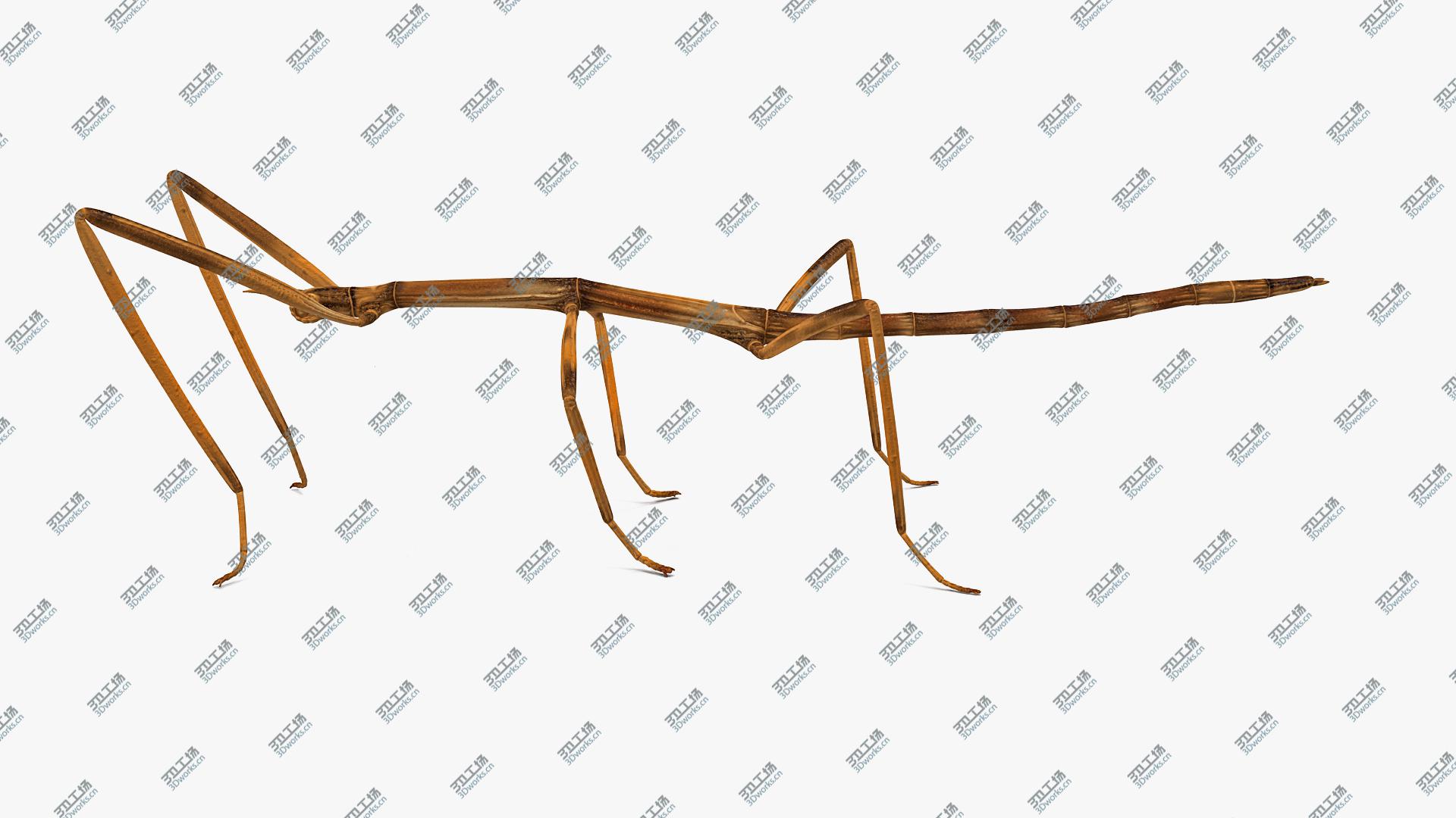 images/goods_img/2021040162/3D Stick Insect Brown Rigged model/3.jpg